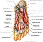 Anatomie: heup,bovenbeen,knie,onderbeen,enkel,voet,acetabulum,collum femoris,trachanter,femur,epicondyl,meniscus,kruisband,cruciate ligament,patella,knieschijf,tibia,fibula,malleolus,talus,calcaneus,tarsus,metatarsus,phalanx,falanx,quadriceps femoris,rectus femoris,sartorius,tensor fasciae latae,tractus iliotibialis,biceps femoris,gastrocnemius,semimembranosus,semitendinosus,soleus,suralis,vena saphena parva,vena saphena magna,sciatic,ischiadicus,peronea